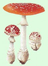 amanita_muscaria2