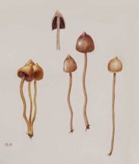psilocybe-semilanceata