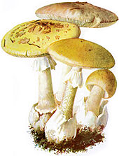 amanita-phallodes