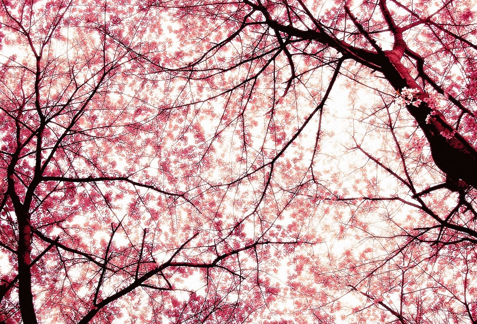 Norwegian wood