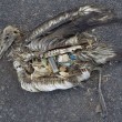 uccelli marini morti