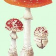 amanita_muscaria2