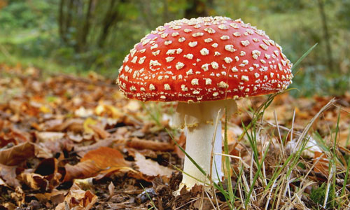 Funghi: tossicità ed effetti correlati
