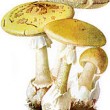 amanita-phallodes