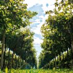 Amarone della Valpolicella Classico 2008, Secondo Marco. L’attesa. E il gusto della scoperta.