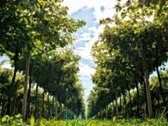 Amarone della Valpolicella Classico 2008 di Secondo Marco: l’attesa e il gusto della scoperta Appena potevo andavo a visitare un’azienda vinicola e così quel pomeriggio fu la volta di Marco Speri. Eravamo in Valpolicella, terra di vini generosi.