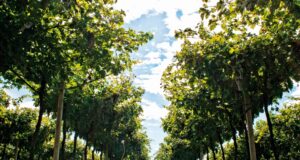 Amarone della Valpolicella Classico 2008 di Secondo Marco: l’attesa e il gusto della scoperta Appena potevo andavo a visitare un’azienda vinicola e così quel pomeriggio fu la volta di Marco Speri. Eravamo in Valpolicella, terra di vini generosi.