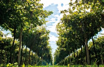 Amarone della Valpolicella Classico 2008 di Secondo Marco: l’attesa e il gusto della scoperta Appena potevo andavo a visitare un’azienda vinicola e così quel pomeriggio fu la volta di Marco Speri. Eravamo in Valpolicella, terra di vini generosi.