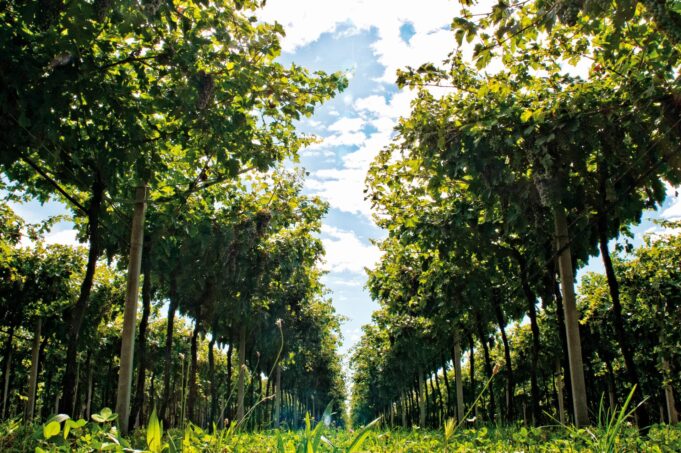 Amarone della Valpolicella Classico 2008 di Secondo Marco: l’attesa e il gusto della scoperta Appena potevo andavo a visitare un’azienda vinicola e così quel pomeriggio fu la volta di Marco Speri. Eravamo in Valpolicella, terra di vini generosi.
