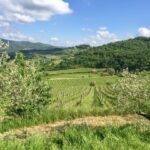 Il vino come alimento: #saicosabevi? -Panzano in Chianti