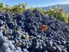 Il vino come alimento: #saicosabevi? La specie che tutti noi conosciamo si chiama Vitis Vinifera e ha origini antiche. Ma quali sono i presupposti per fare un vino genuino e di qualità?