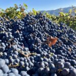 Il vino come alimento: #saicosabevi?