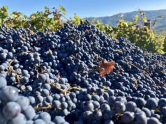 Il vino come alimento: #saicosabevi? La specie che tutti noi conosciamo si chiama Vitis Vinifera e ha origini antiche. Ma quali sono i presupposti per fare un vino genuino e di qualità?