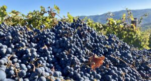 Il vino come alimento: #saicosabevi? La specie che tutti noi conosciamo si chiama Vitis Vinifera e ha origini antiche. Ma quali sono i presupposti per fare un vino genuino e di qualità?