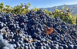 Il vino come alimento: #saicosabevi? La specie che tutti noi conosciamo si chiama Vitis Vinifera e ha origini antiche. Ma quali sono i presupposti per fare un vino genuino e di qualità?
