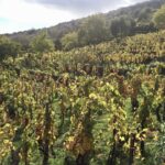Il vino come alimento: #saicosabevi? -contrada Barbabecchi Etna