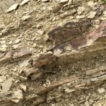Il vino come alimento: #saicosabevi? – La ponca
