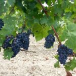 Accendiamo i sensi. Guarda, Odora, Assaggia