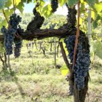 I profumi del vino: Natura Liquida
