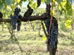I profumi del vino: Natura Liquida Quante volte ci è capitato di sentire qualcuno affermare che il vino in questione “odorasse di questo piuttosto che di quello”.