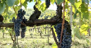 I profumi del vino: Natura Liquida Quante volte ci è capitato di sentire qualcuno affermare che il vino in questione “odorasse di questo piuttosto che di quello”.