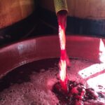 I profumi del vino: Natura Liquida
