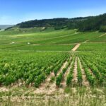 I profumi del vino. Guarda, Odora, Assaggia  #terzaparte
