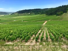 I profumi del vino. Guarda, Odora, Assaggia #terzaparte I profumi del vino torna con il suo terzo appuntamento