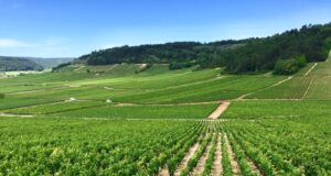I profumi del vino. Guarda, Odora, Assaggia #terzaparte I profumi del vino torna con il suo terzo appuntamento