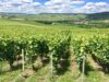I fattori che influenzano il prezzo del vino. #secondaparte Vediamo tutti i fattori che influenzano il prezzo del vino
