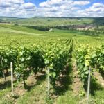 I fattori che influenzano il prezzo del vino.