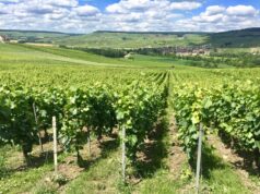 I fattori che influenzano il prezzo del vino. #secondaparte Vediamo tutti i fattori che influenzano il prezzo del vino
