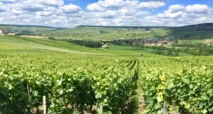 I fattori che influenzano il prezzo del vino. #secondaparte Vediamo tutti i fattori che influenzano il prezzo del vino