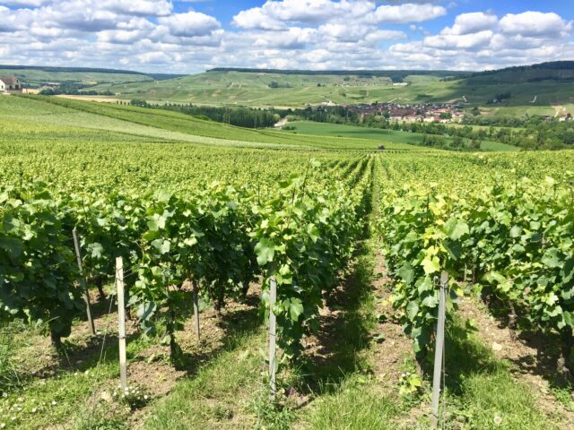 I fattori che influenzano il prezzo del vino. #secondaparte Vediamo tutti i fattori che influenzano il prezzo del vino