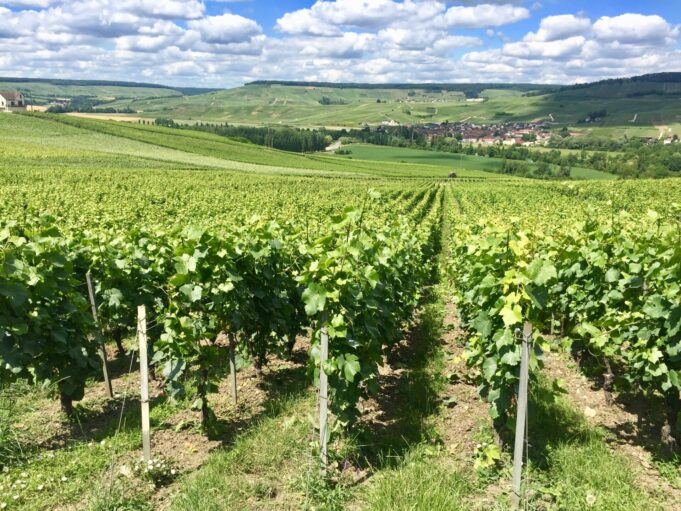 I fattori che influenzano il prezzo del vino. #secondaparte Vediamo tutti i fattori che influenzano il prezzo del vino