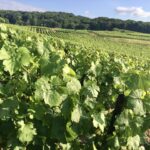 A colpi di sciabola: Francia VS Russia. In difesa dello Champagne