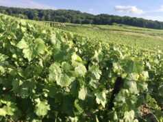 A colpi di sciabola: Francia VS Russia. In difesa dello Champagne Vladimir Putin pronuncia delle forti dichiarazioni e decide non solo di chiamare le bollicine russe shampanskoe, ma anche di togliere ai francesi il diritto di chiamare i (loro) vini provenienti da quella regione come si sono sempre chiamati ovvero Champagne.