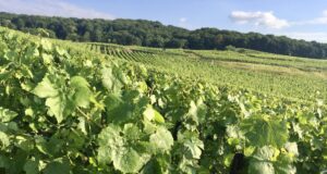 A colpi di sciabola: Francia VS Russia. In difesa dello Champagne Vladimir Putin pronuncia delle forti dichiarazioni e decide non solo di chiamare le bollicine russe shampanskoe, ma anche di togliere ai francesi il diritto di chiamare i (loro) vini provenienti da quella regione come si sono sempre chiamati ovvero Champagne.