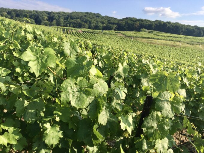 A colpi di sciabola: Francia VS Russia. In difesa dello Champagne Vladimir Putin pronuncia delle forti dichiarazioni e decide non solo di chiamare le bollicine russe shampanskoe, ma anche di togliere ai francesi il diritto di chiamare i (loro) vini provenienti da quella regione come si sono sempre chiamati ovvero Champagne.