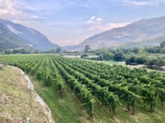 La Nosiola di Salvetta La Nosiola di Salvetta: due affascinanti vini diversi dallo stesso vitigno. Visita alla storica azienda familiare trentina.