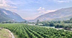 La Nosiola di Salvetta La Nosiola di Salvetta: due affascinanti vini diversi dallo stesso vitigno. Visita alla storica azienda familiare trentina.