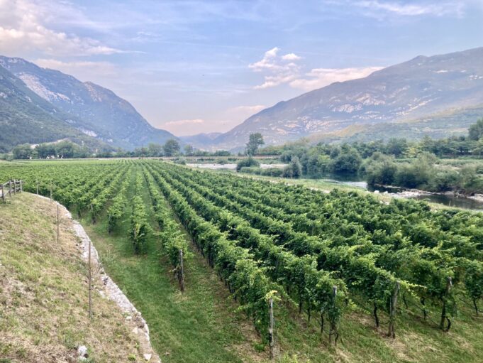La Nosiola di Salvetta La Nosiola di Salvetta: due affascinanti vini diversi dallo stesso vitigno. Visita alla storica azienda familiare trentina.
