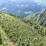 Rielingerhof e i vini dell’Altopiano di Renon