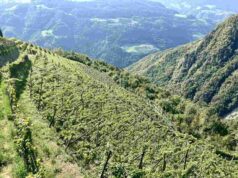 Rielingerhof e i vini dell’Altopiano di Renon Alla scoperta del Rielingerhof e i vini dell’Altopiano di Renon. Visita e degustazione al Il maso di Matthias Messner e Evi Micheli.