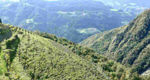 Rielingerhof e i vini dell’Altopiano di Renon Alla scoperta del Rielingerhof e i vini dell’Altopiano di Renon. Visita e degustazione al Il maso di Matthias Messner e Evi Micheli.