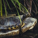 Amore a sangue freddo: I Love Reptiles, il Festival