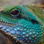 Amore a sangue freddo: I Love Reptiles, il Festival