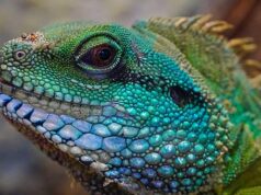 Amore a sangue freddo: I Love Reptiles, il Festival Per gli amanti dei rettili, in arrivo la ventesima edizione di I Love Reptiles a Fiano Romano. Più di 150 espositori internazionali.