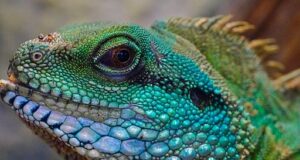 Amore a sangue freddo: I Love Reptiles, il Festival Per gli amanti dei rettili, in arrivo la ventesima edizione di I Love Reptiles a Fiano Romano. Più di 150 espositori internazionali.