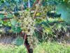 Kerner 2020, Rielingerhof #viniartigianali La storia del Kerner, vitigno a bacca bianca semi-aromatico coltivato in Germania, Austria, Svizzera e Alto Adige.